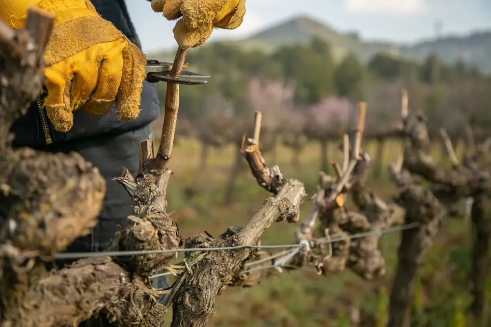 découpe d'une branche de vigne