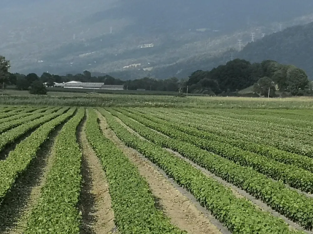 vignoble de la Pépnière Bouvet (3)