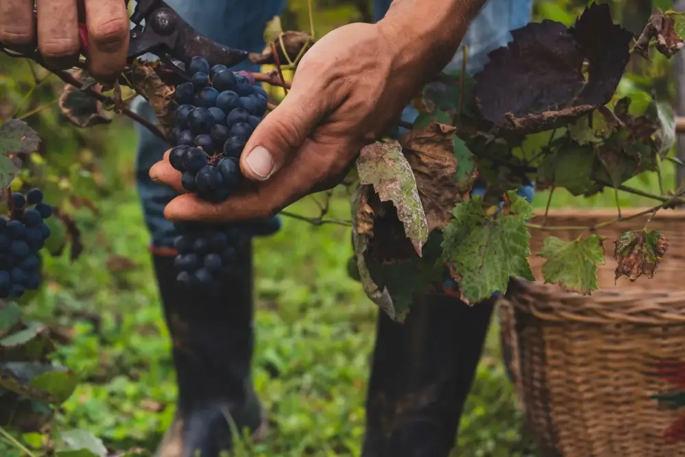 vigne avec raisins