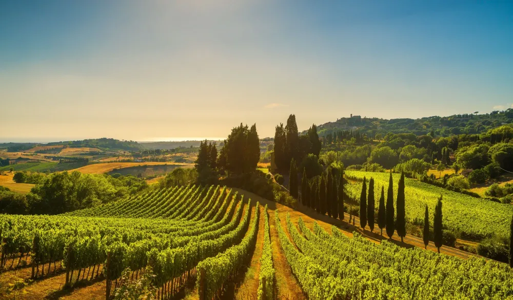 vignoble
